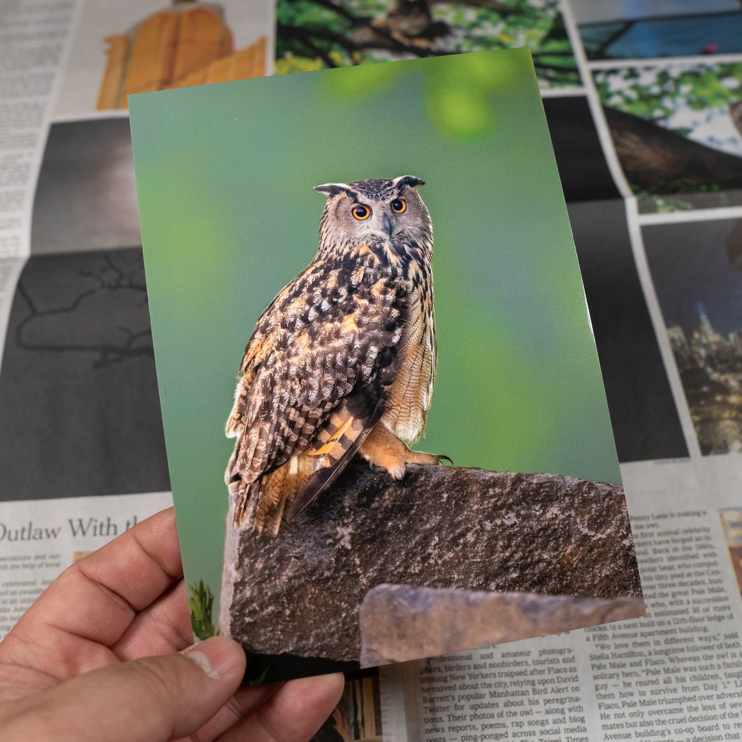 Flaco the Eurasian Eagle-Owl Iron-On Embroidered Patch and Postcard